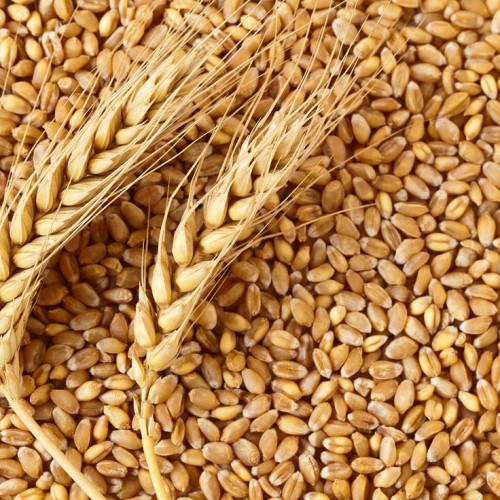 Wheat